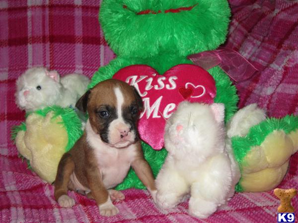 Boxer Puppies